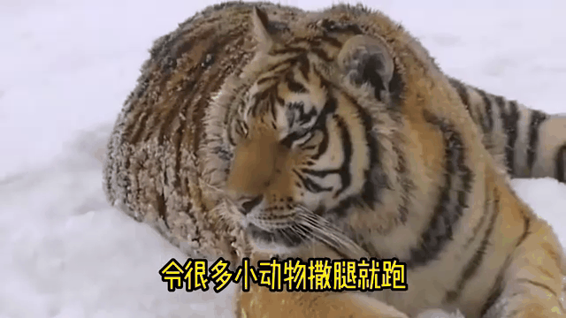 2025世俱杯在线观看-包含印度老虎再啃圆山，捍卫国际大赛名誉的词条